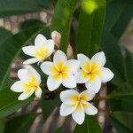 Plumeria albaFlower