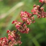 Rumex cristatus Flower