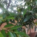Syzygium jambos List