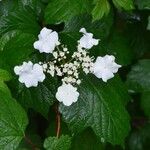 Viburnum sargentii Blomma