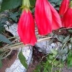 Malvaviscus penduliflorus Квітка