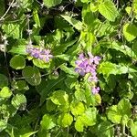 Hesperis laciniata 花