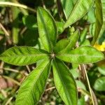 Ipomoea cairica ഇല
