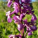 Orchis mascula Kwiat
