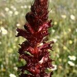 Orobanche foetida Plod