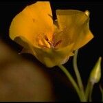 Calochortus clavatus Flower