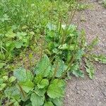 Plantago major Хабит