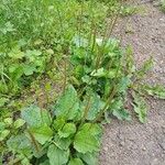 Plantago major 整株植物