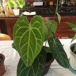 Anthurium clarinervium Yaprak