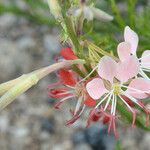 Oenothera suffrutescens പുഷ്പം