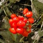 Arisaema dracontium Frucht