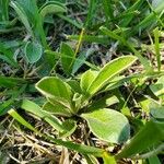 Antennaria neglecta Лист