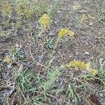 Solidago nemoralis Leaf