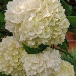 Viburnum macrocephalum Flower