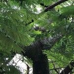 Albizia harveyi Escorça