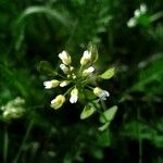 Noccaea perfoliata Fleur