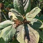 Boehmeria grandis Leaf
