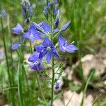 Veronica orsiniana Fiore