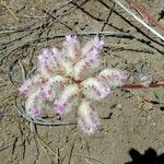 Calyptridium umbellatum ᱵᱟᱦᱟ