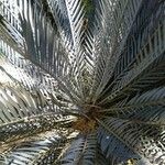 Encephalartos lehmannii ഇല