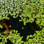 Salvinia natans Leaf