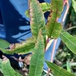 Epilobium angustifoliumΦύλλο