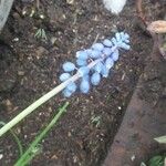 Muscari neglectumFlower