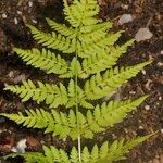 Dryopteris expansa Leaf