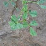 Medicago laciniata Φύλλο