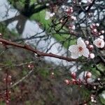 Prunus armeniaca Kwiat