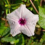 Ipomoea aquatica Flower