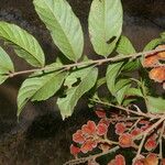 Cupania scrobiculata Alkat (teljes növény)