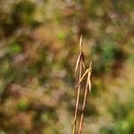 Carex pauciflora Lorea