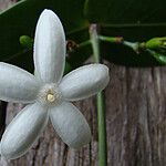 Cyclophyllum sagittatum Цветок