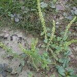 Amaranthus greggii