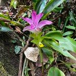 Curcuma aromatica Flower