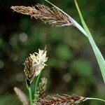 Carex frigida Mbuma