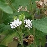 Stevia rebaudiana Λουλούδι