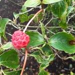 Cornus kousa Frucht