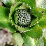 Eryngium humile 花