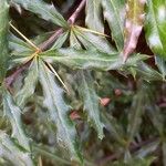 Berberis gagnepainii Blad