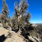 Pinus longaeva Hábitos