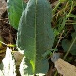 Rumex pulcher Leaf