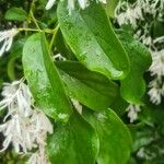 Chionanthus retusus 葉