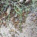 Anabasis articulata Leaf