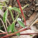 Euphorbia crotonoides Hostoa