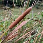 Typha orientalis 果