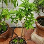 Daphne bholua Alkat (teljes növény)