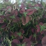 Oxalis purpurea पत्ता