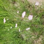 Convolvulus prostratus Beste bat